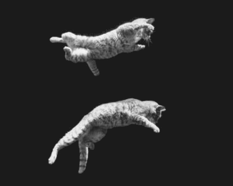falling kittens
